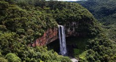 Eventos do CNJ têm emissão de carbono zerada com plantio de árvores